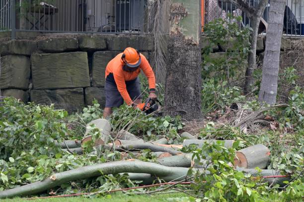 Sultan, WA Tree Removal Company